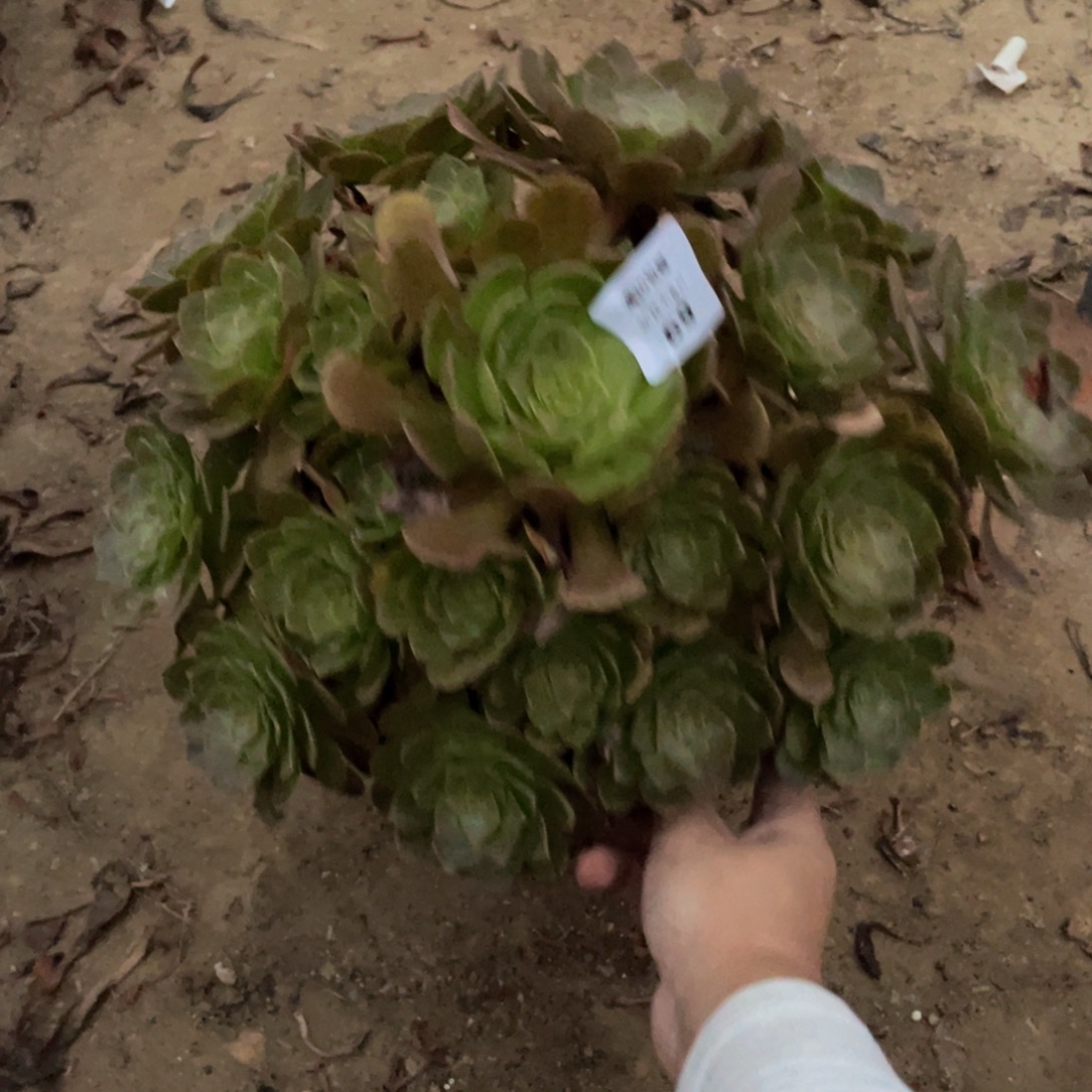 微***沫69黑美人法师多肉断枝不包