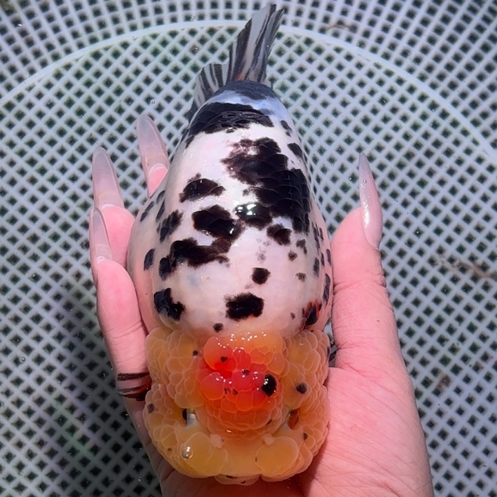 海水鱼金鱼活体兰寿淡水观赏鱼