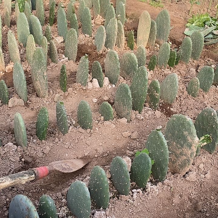 米棒塔有根20厘米3颗