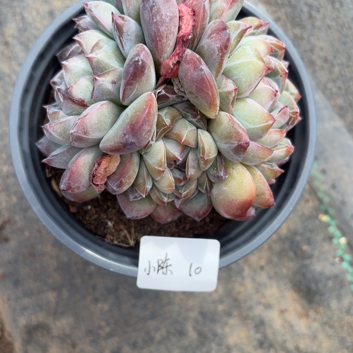 ღ***࿐精品多肉植物冠服11厘米