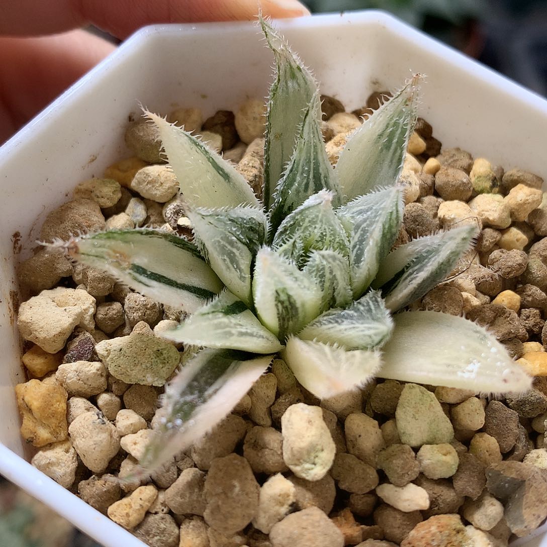 绘卷锦带盆土发货
