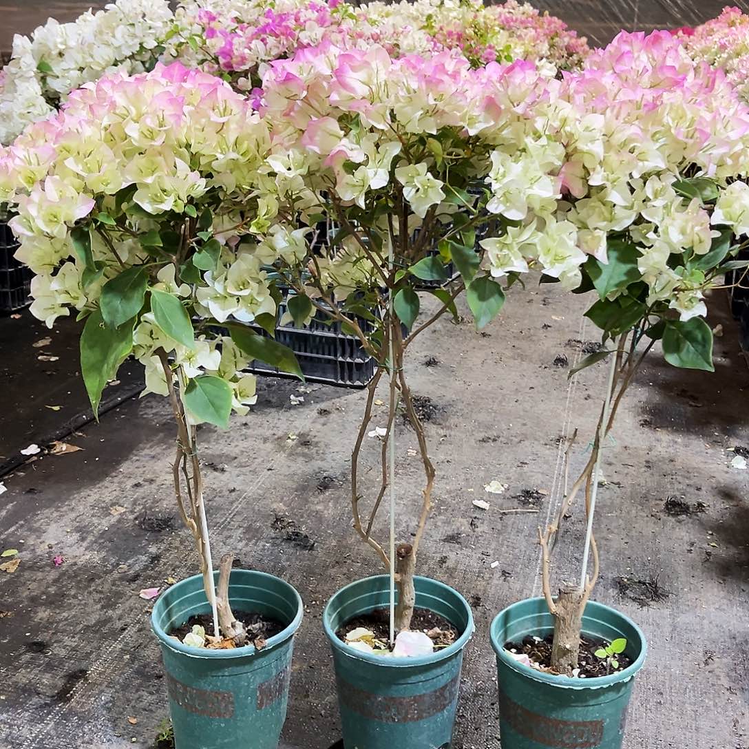 大部分花苞少量开放绿樱棒棒糖带竹一颗