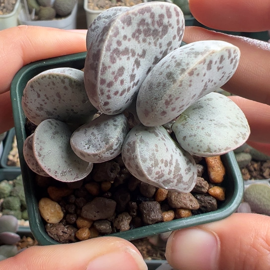 874肥美叶片一辆花蛋实生