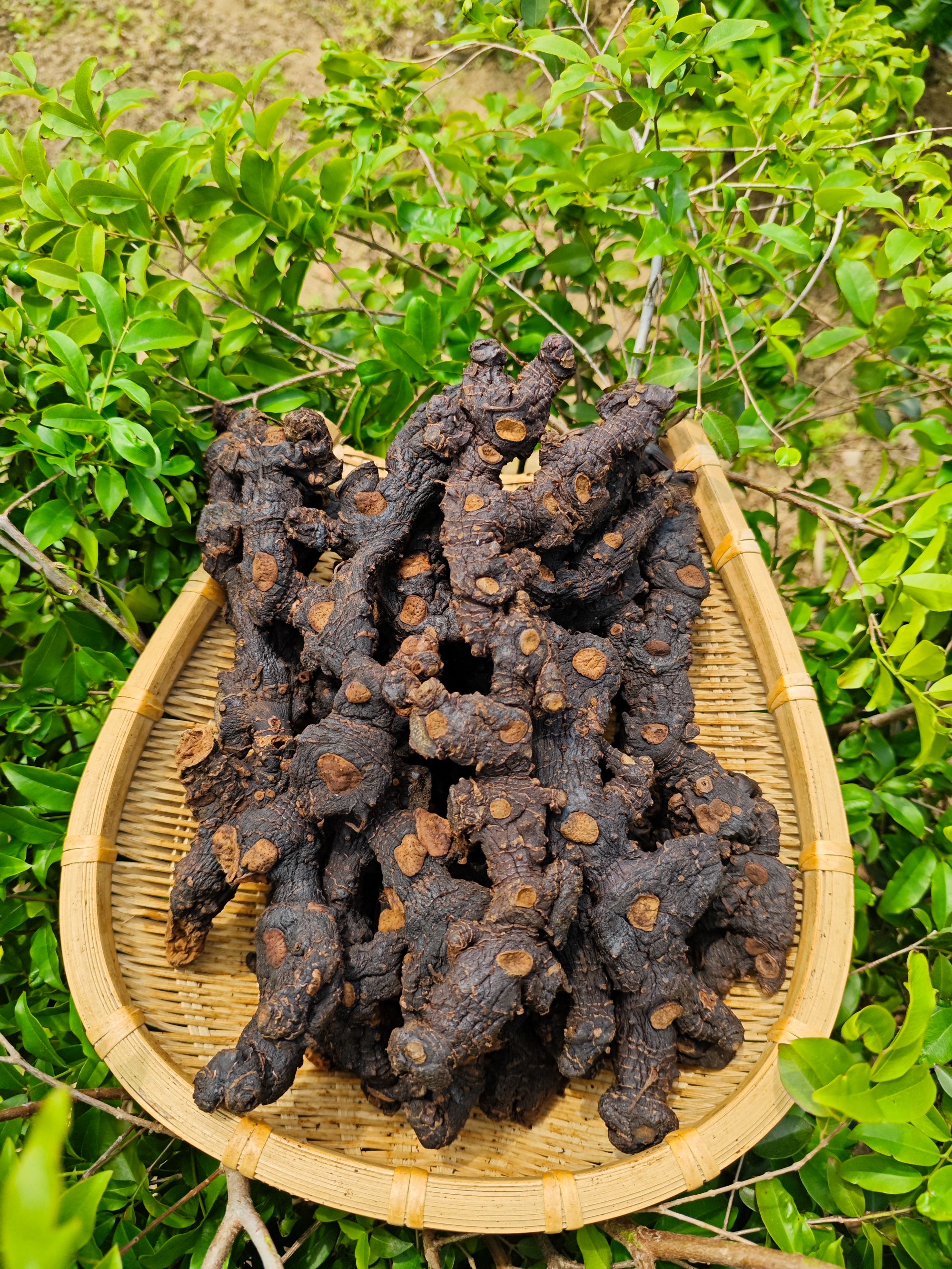 【10-25年 原味】九蒸九晒仙人余粮野生山货