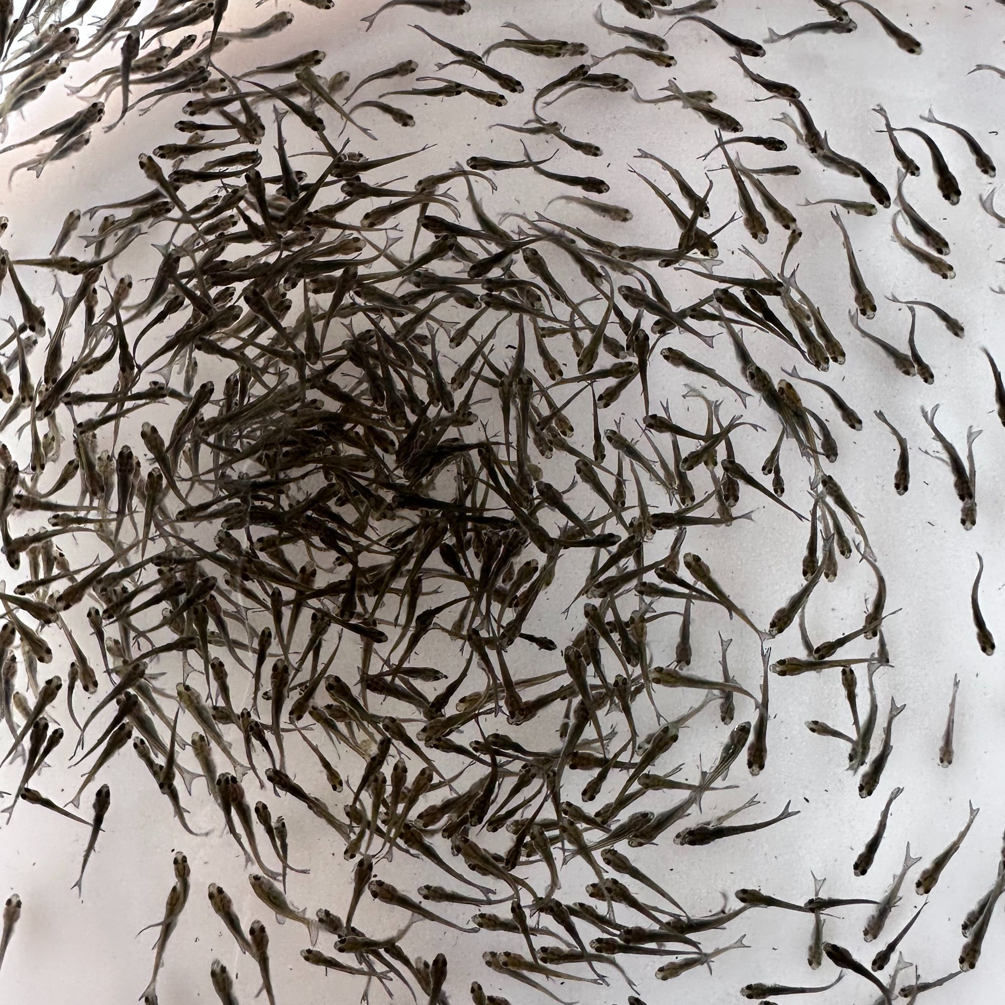 小麦鲮麦鲮鱼饵料鱼