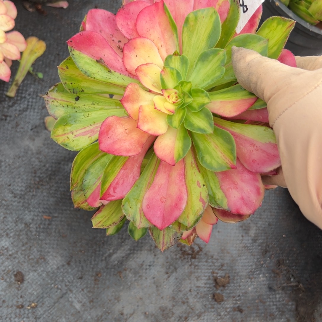 8知否无根多肉椅子