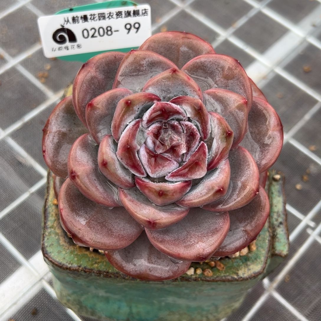 从前慢多肉精选编号0208.99