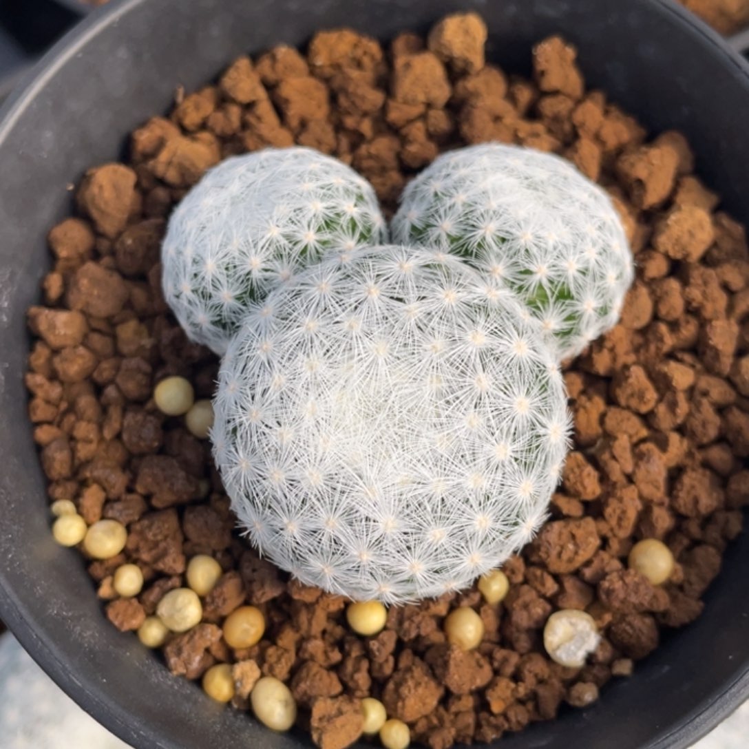 素***主大春星         实生根