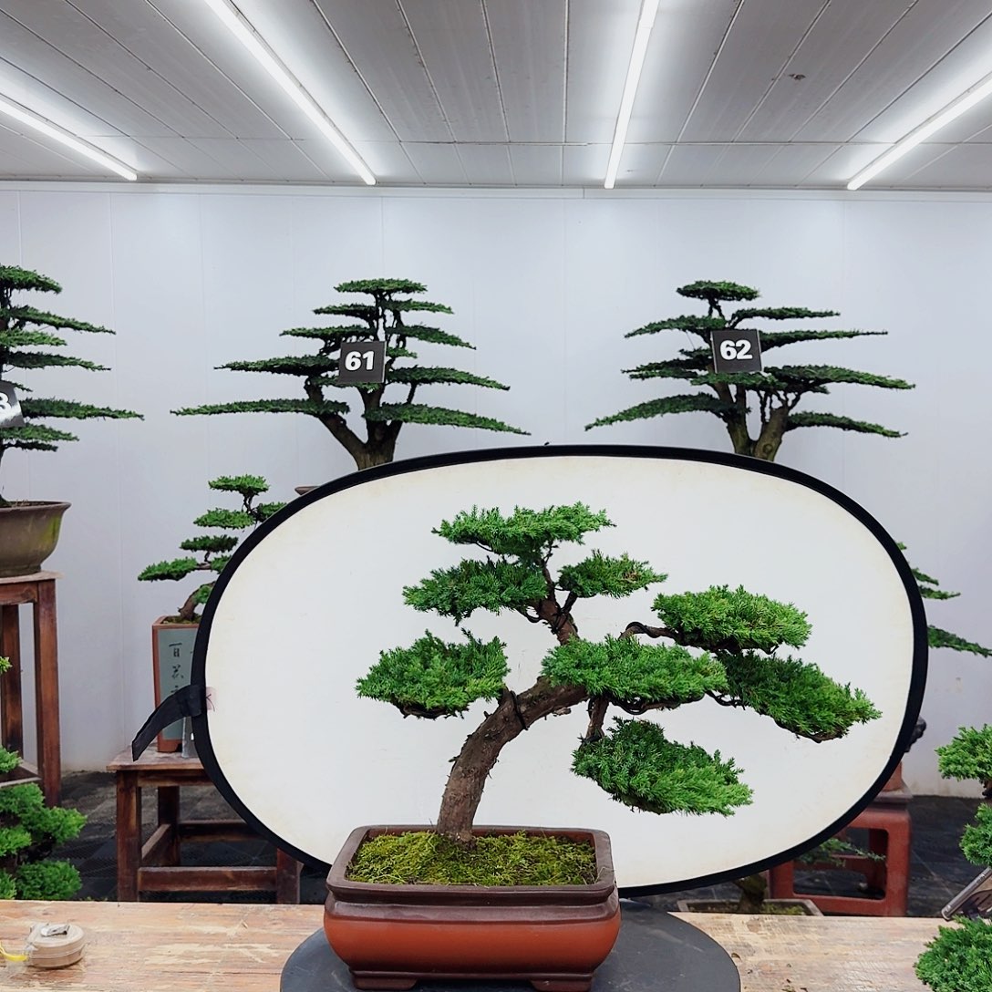 无花朵0000000000000