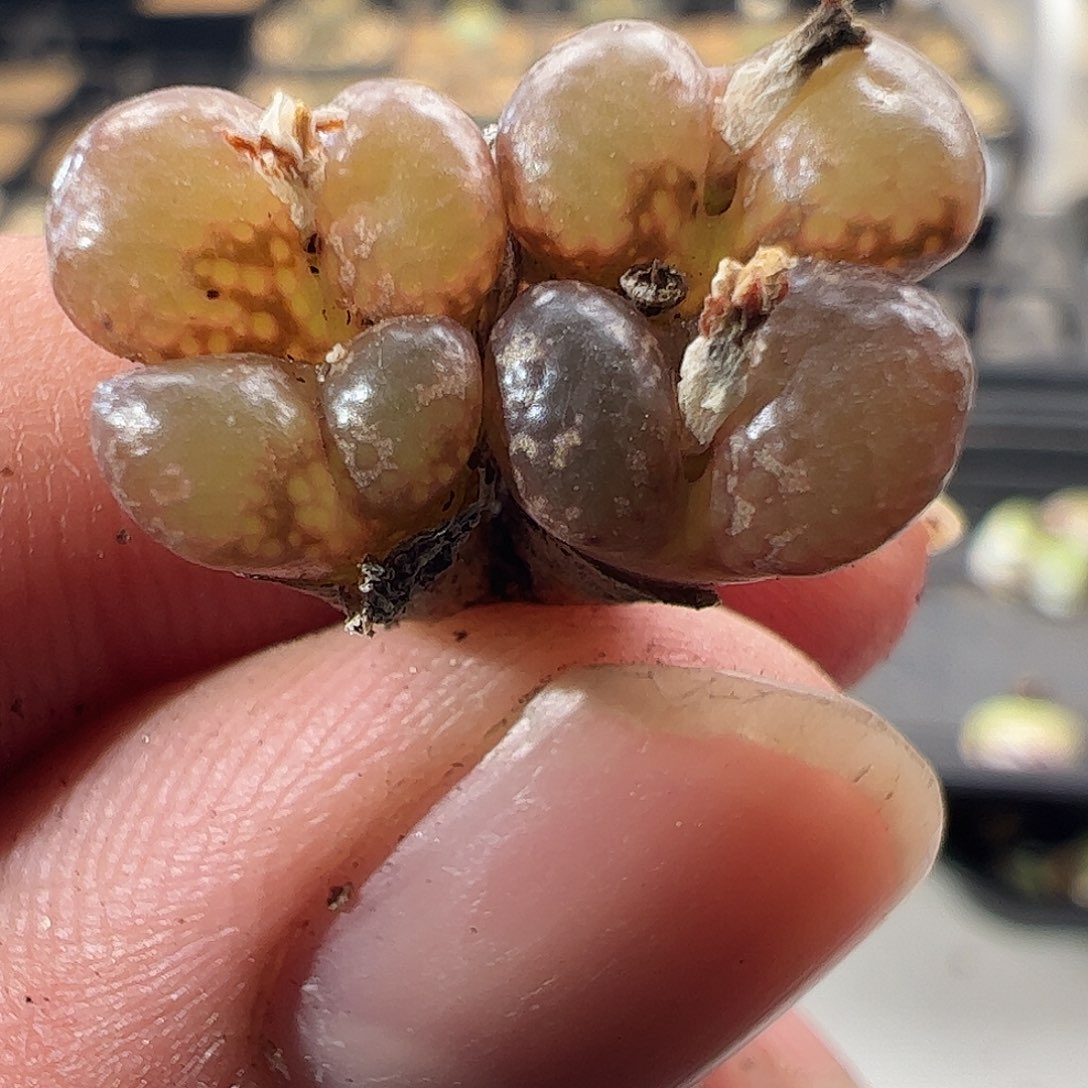 一物一拍。        474