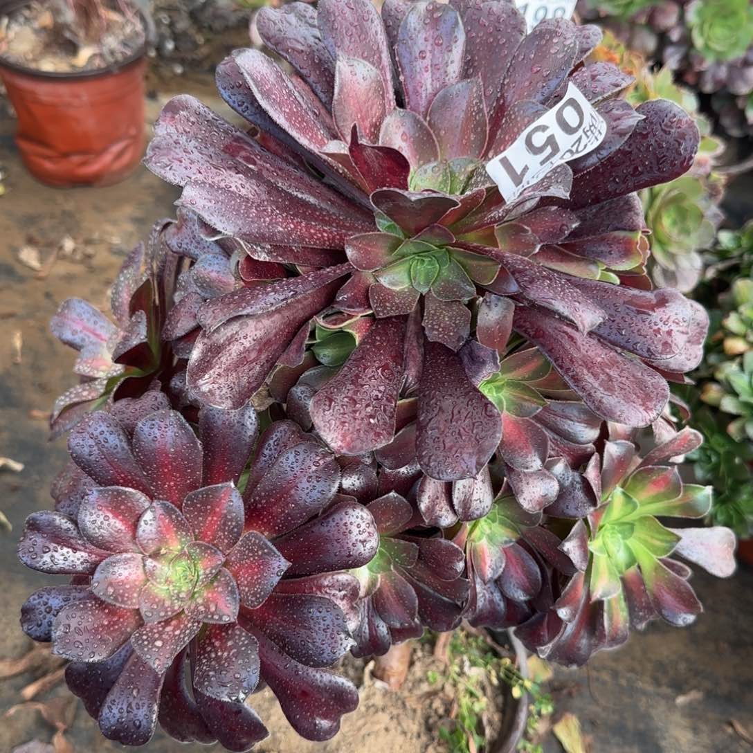 花纳051满20包邮断枝不包