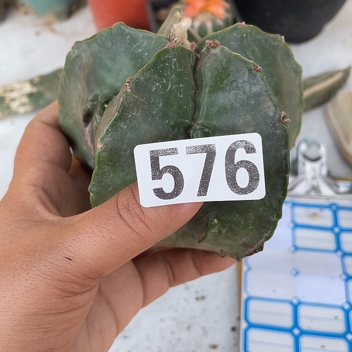 576号无根栾和一颗