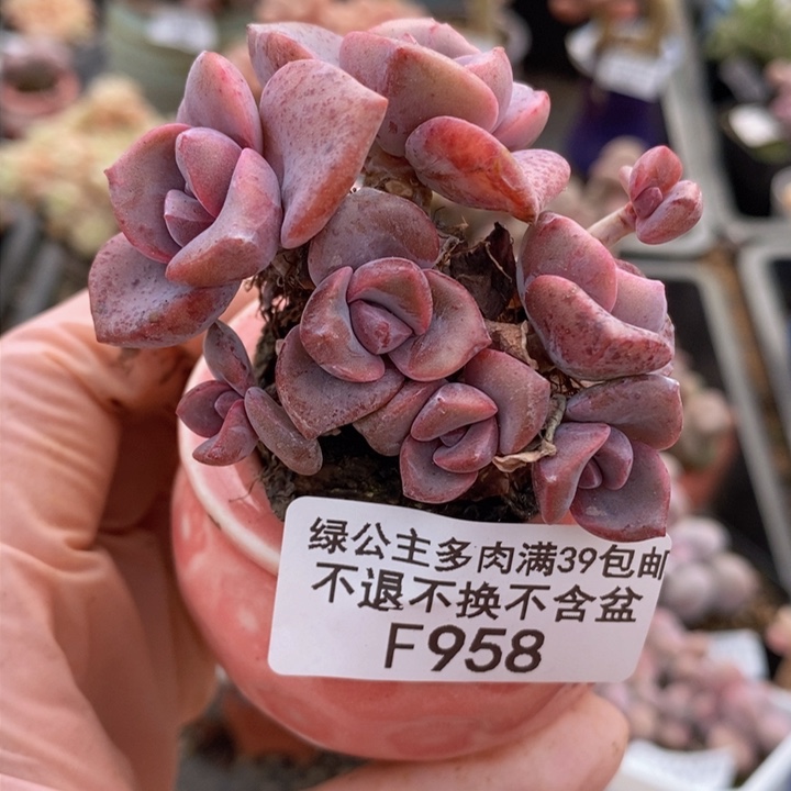 彩虹奶5cm958多肉植物
