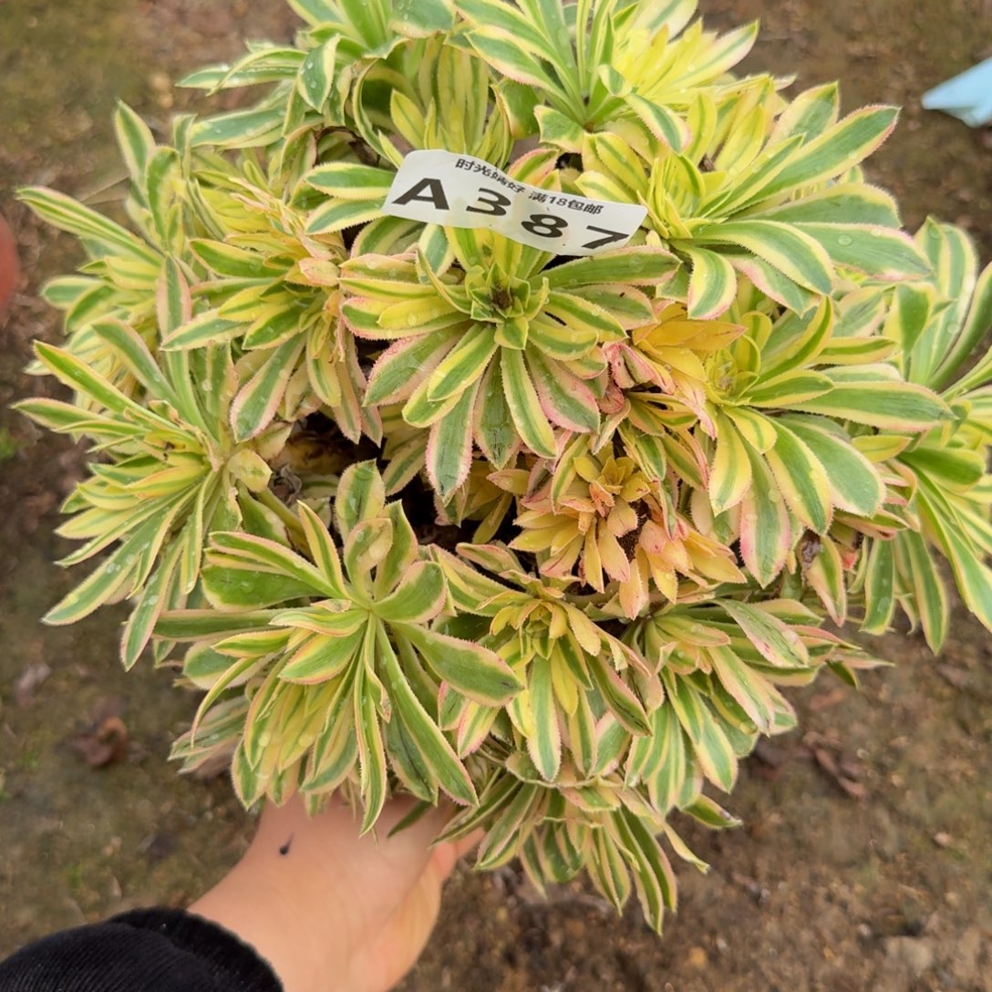 387夕颜。多肉植物