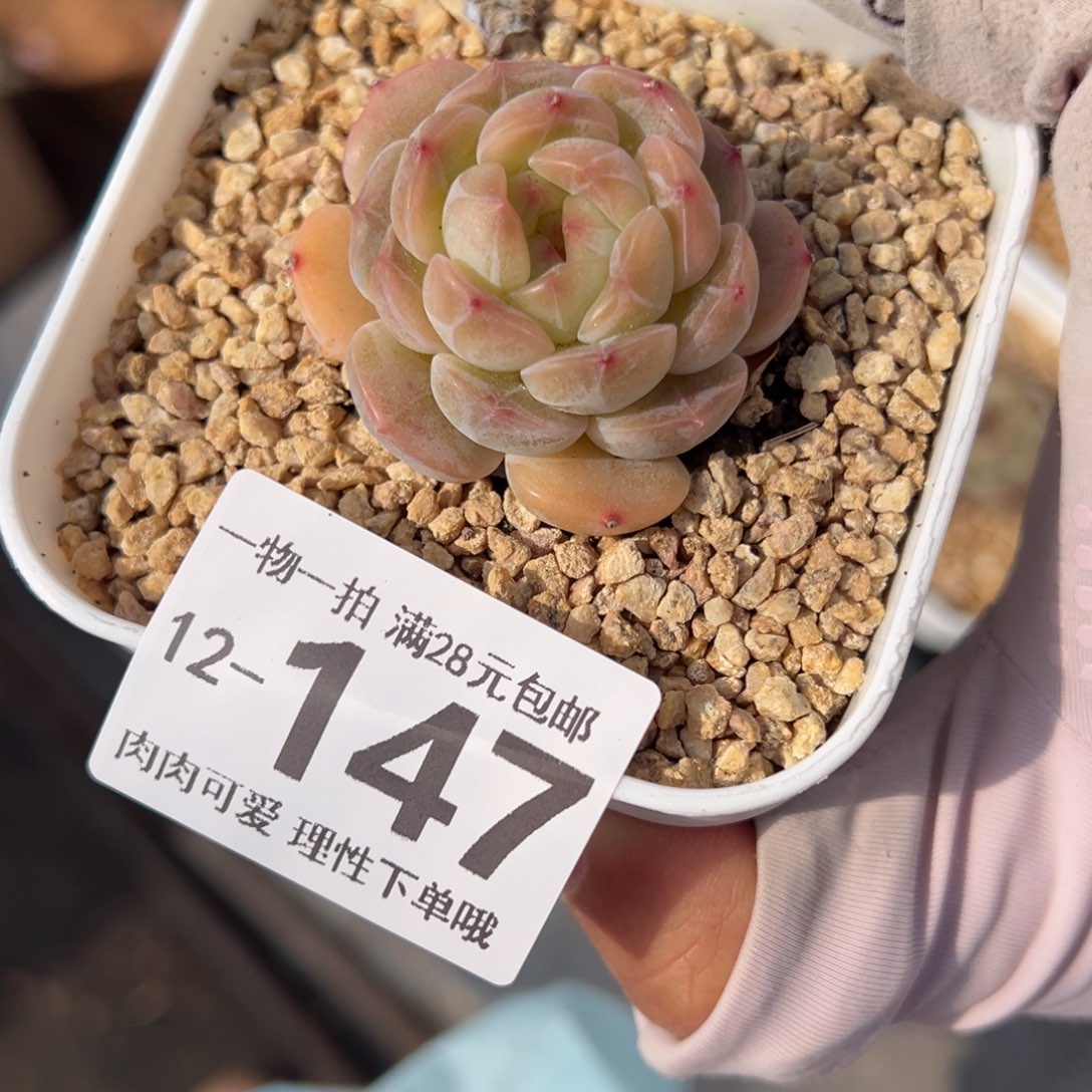 白恋多肉多肉多肉多肉