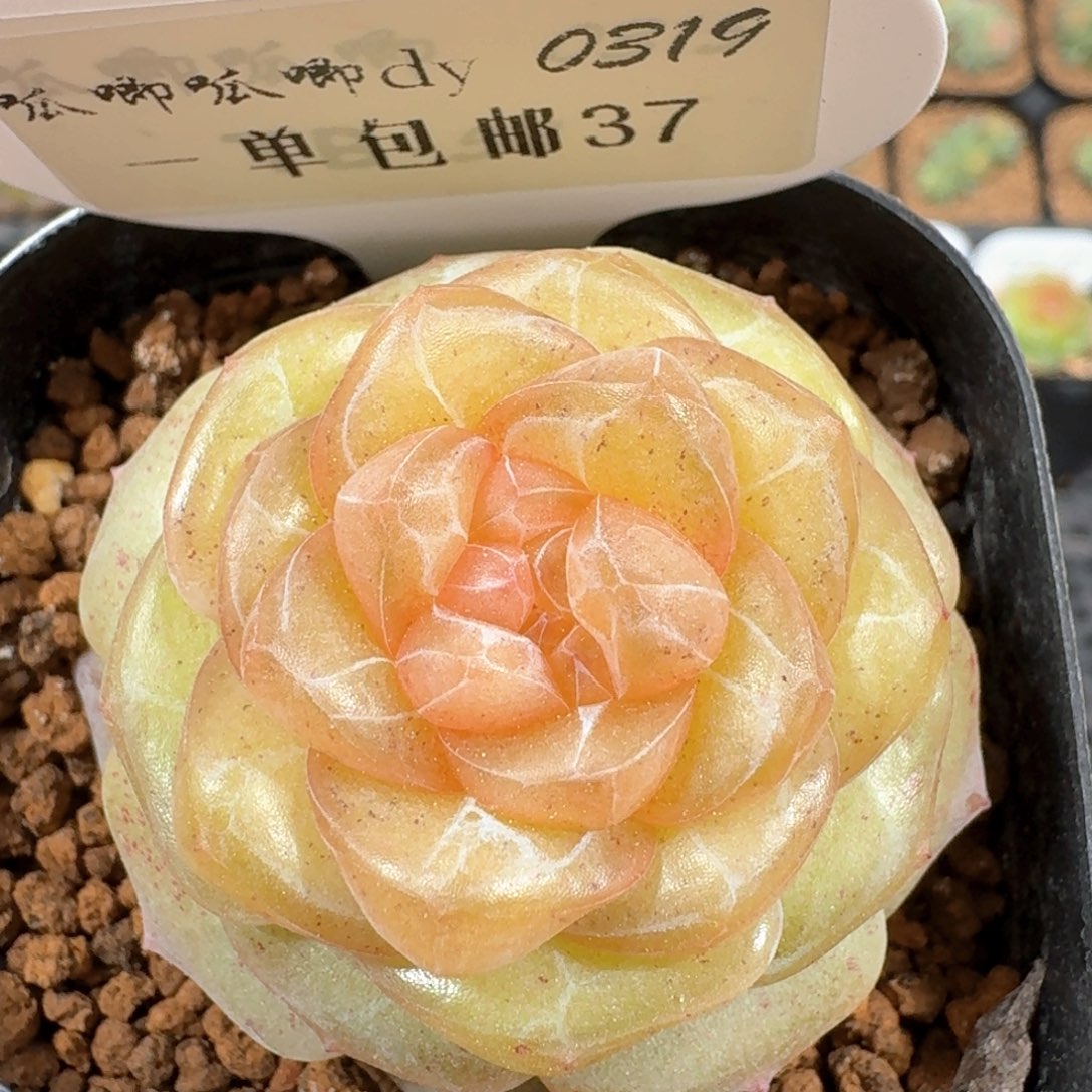 0319-037-贝壳单头