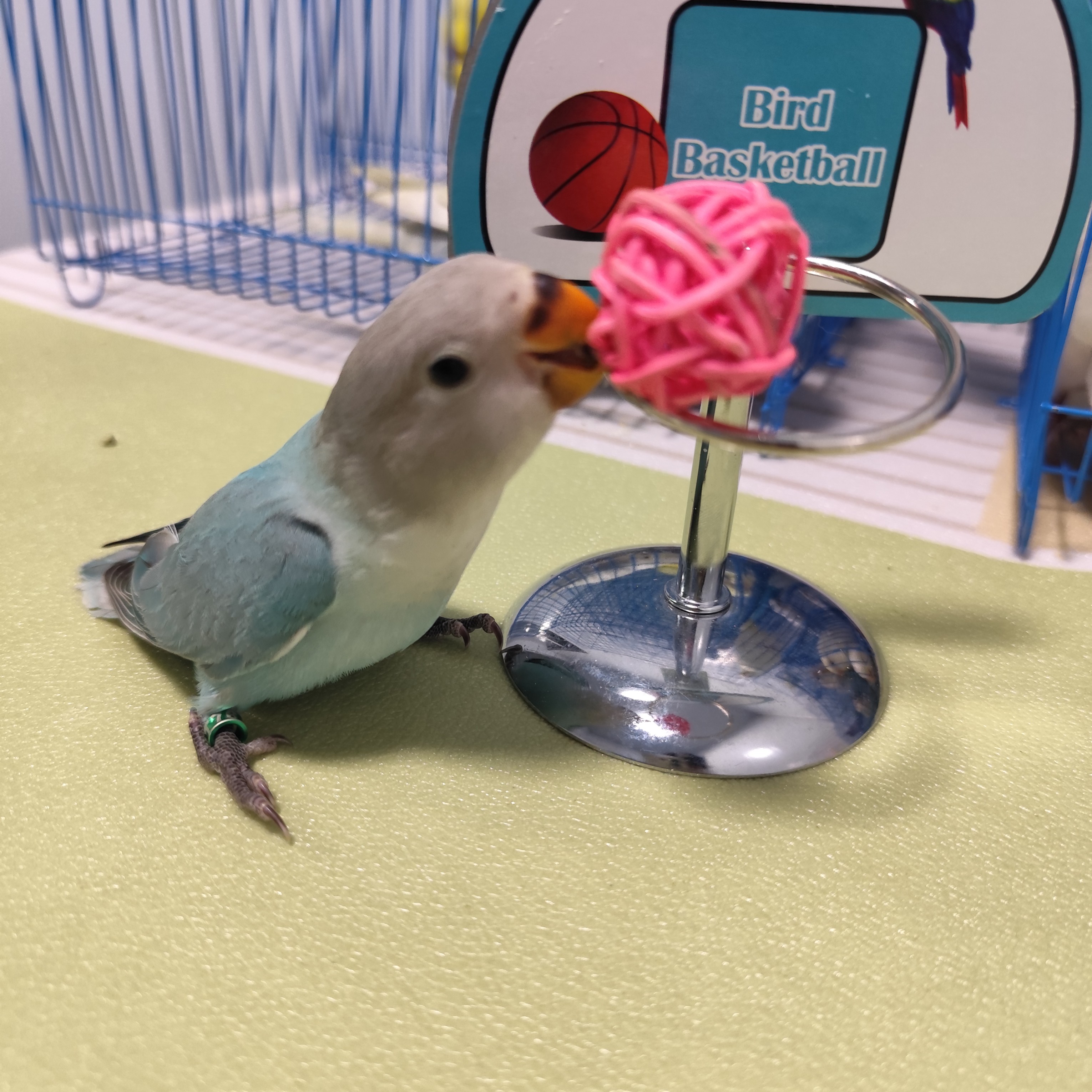 技能牡丹可撸可上手，是只亲人的小宝贝