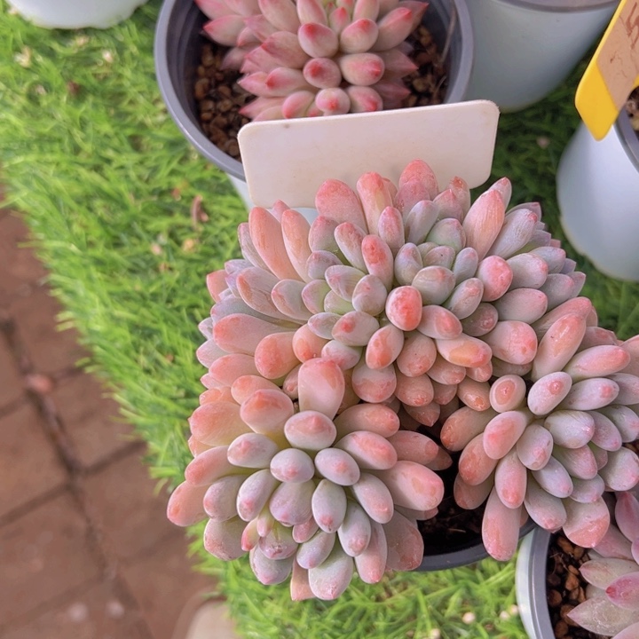 健健康康平平安安