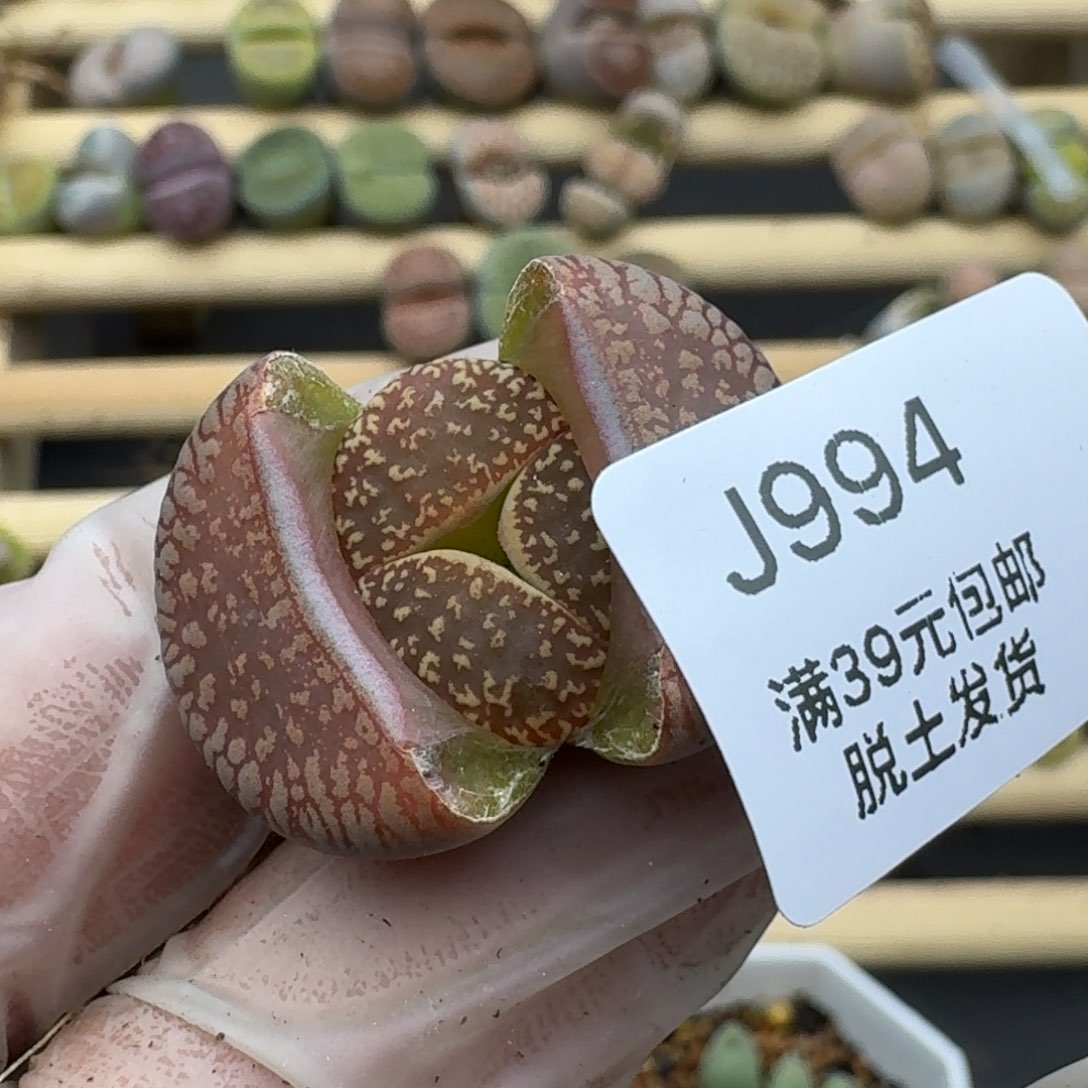 994恍恍惚惚哈哈哈