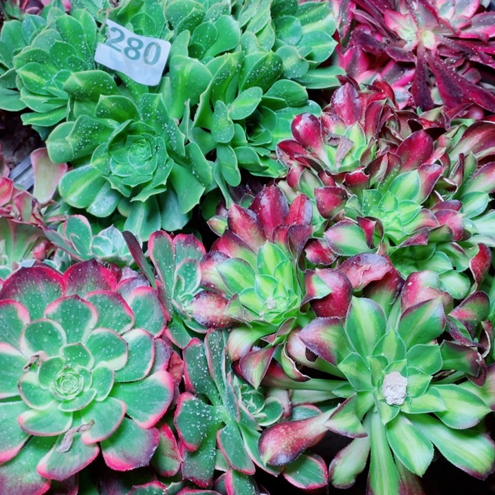 多肉植物组合280