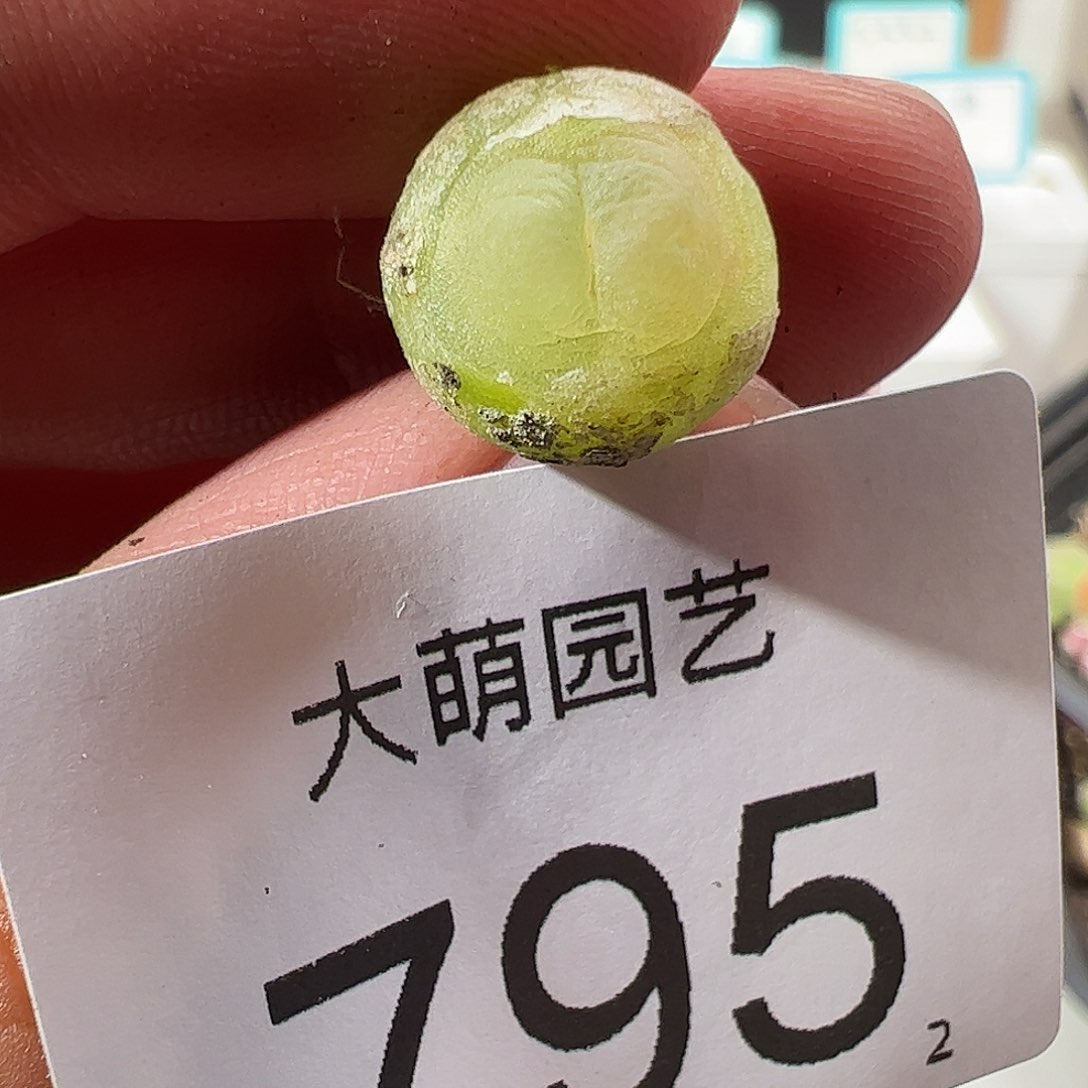 0000795 一物一拍……