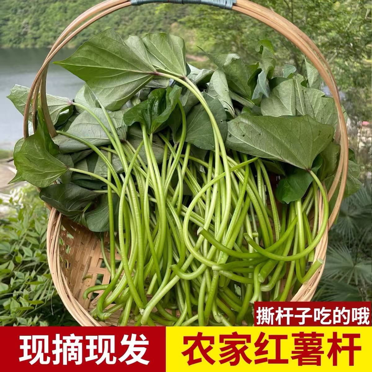 新鲜现摘农家自种红薯梗健康时令蔬菜红薯叶拍三斤发五斤