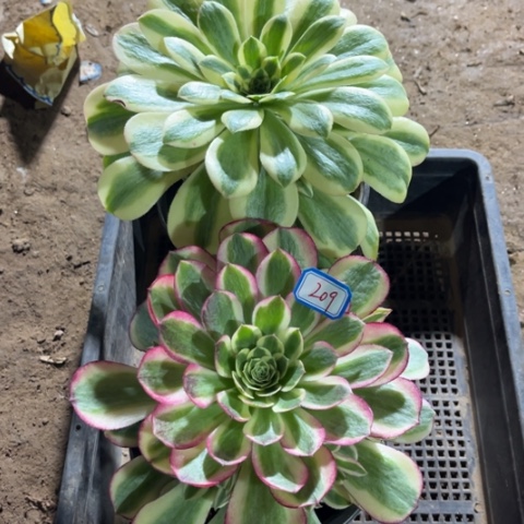 209多肉植物组合