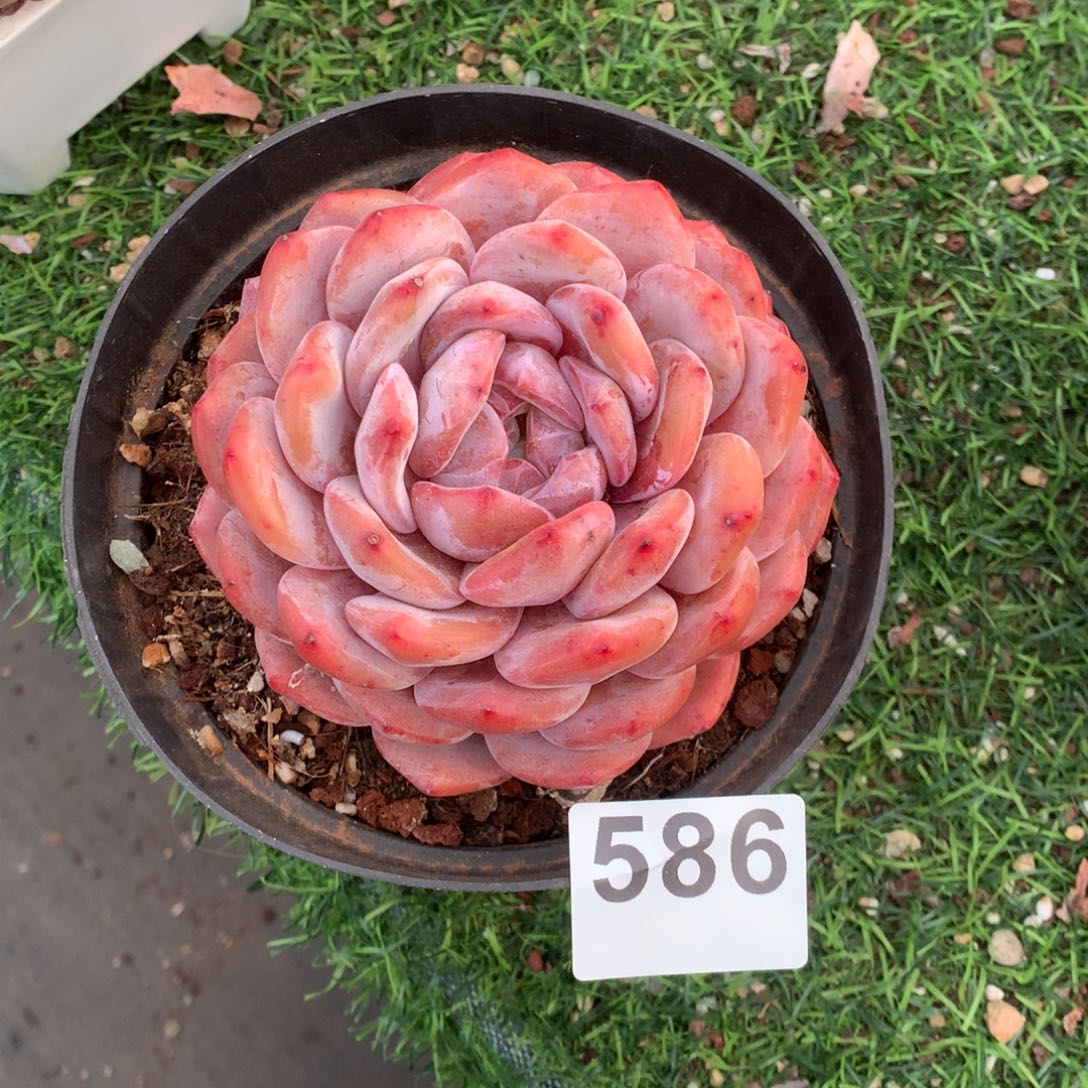 586橙子多肉植物