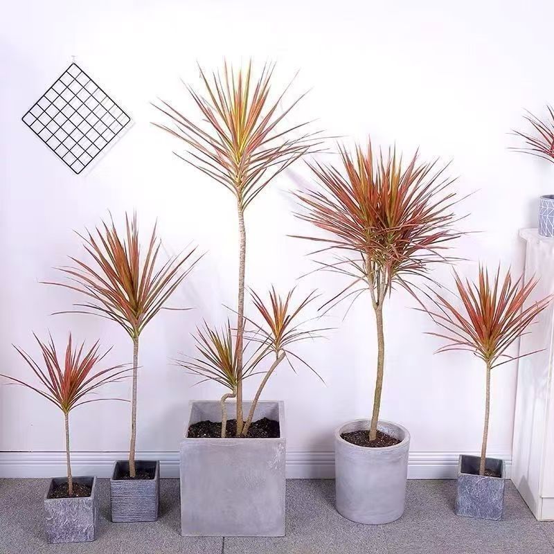 千年木盆栽马尾铁北欧客厅净化空气龙血树办公室内客厅绿植吸甲醛