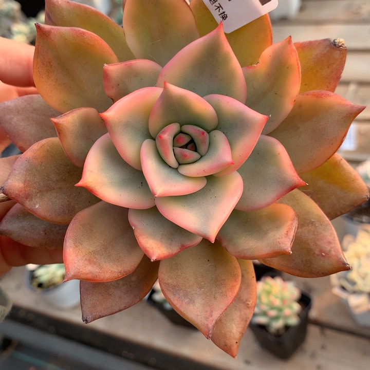 无花朵卡梅拉锦多肉