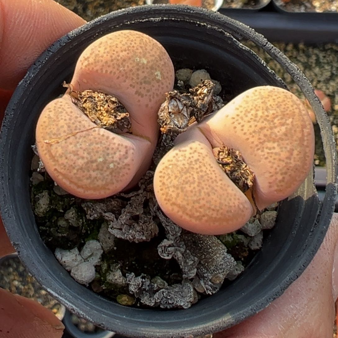 多肉植物111111111111