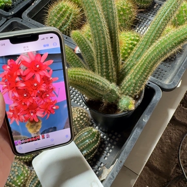 红水晶脱土发货掉枝条无售后300