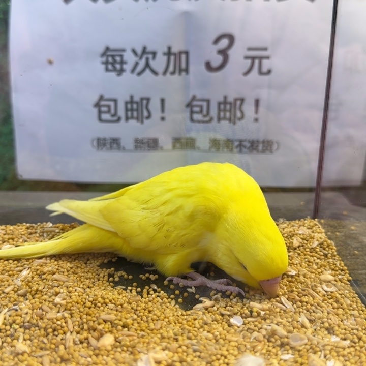 虎皮鹦鹉大头虎皮鹦鹉