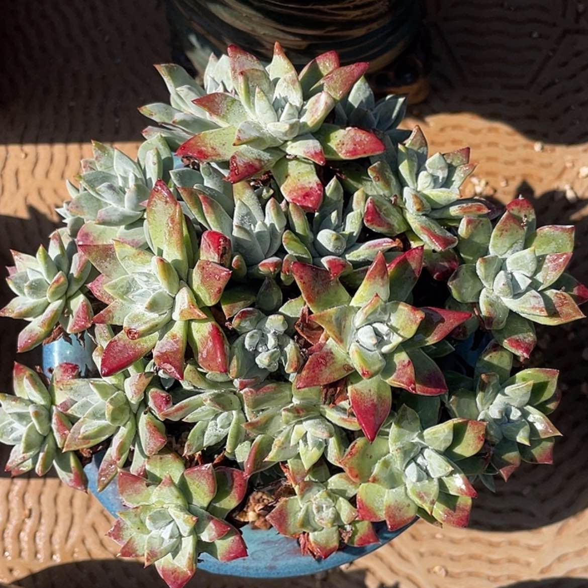 【闪购商品】刘丹原产地