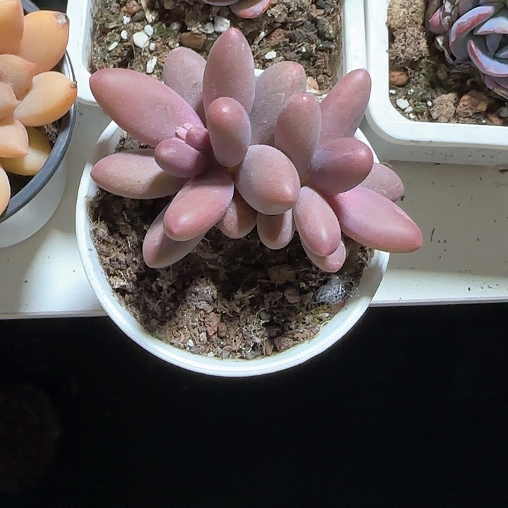 青蛙王子儿童牙膏111