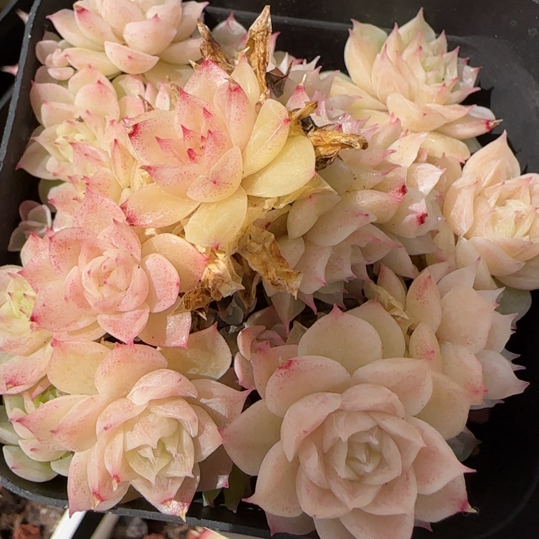 花语逸镜0310-207散