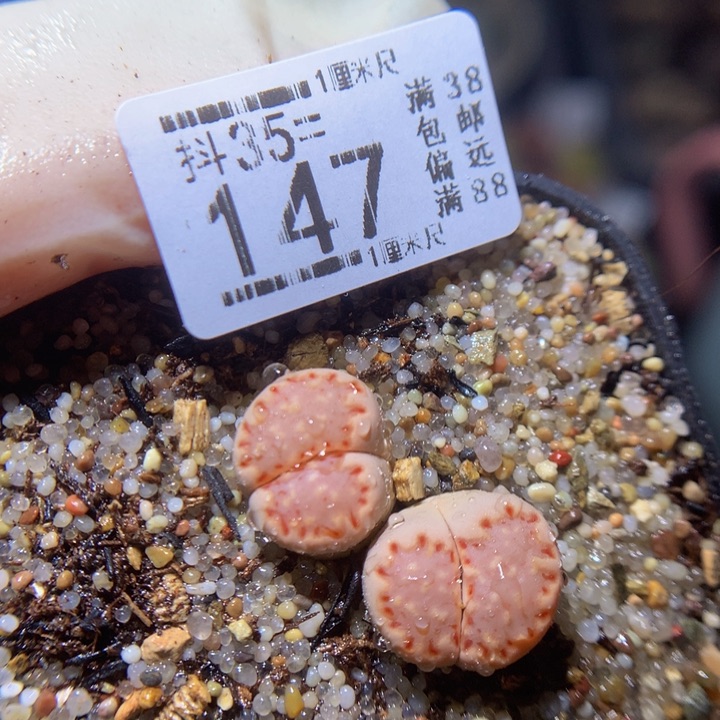精品生石花35.147