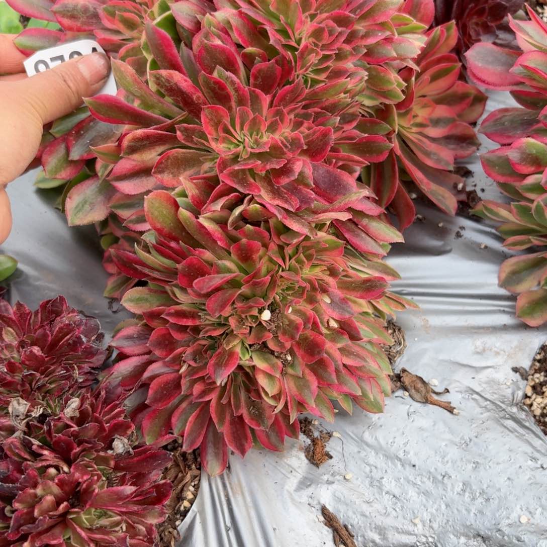 你8734 号多肉法师特价粉公主