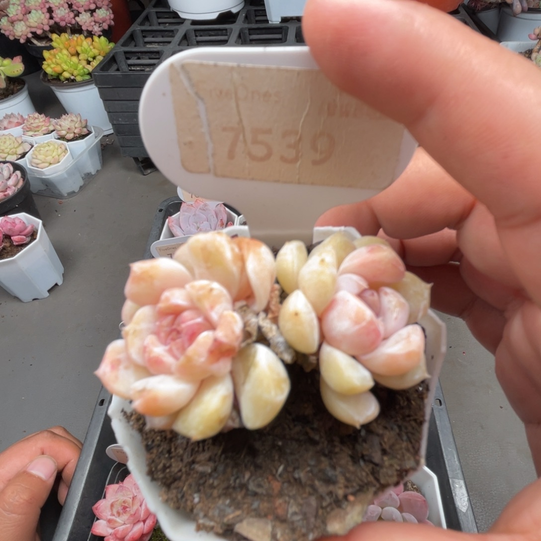 7539糖心汉堡 4.5厘米