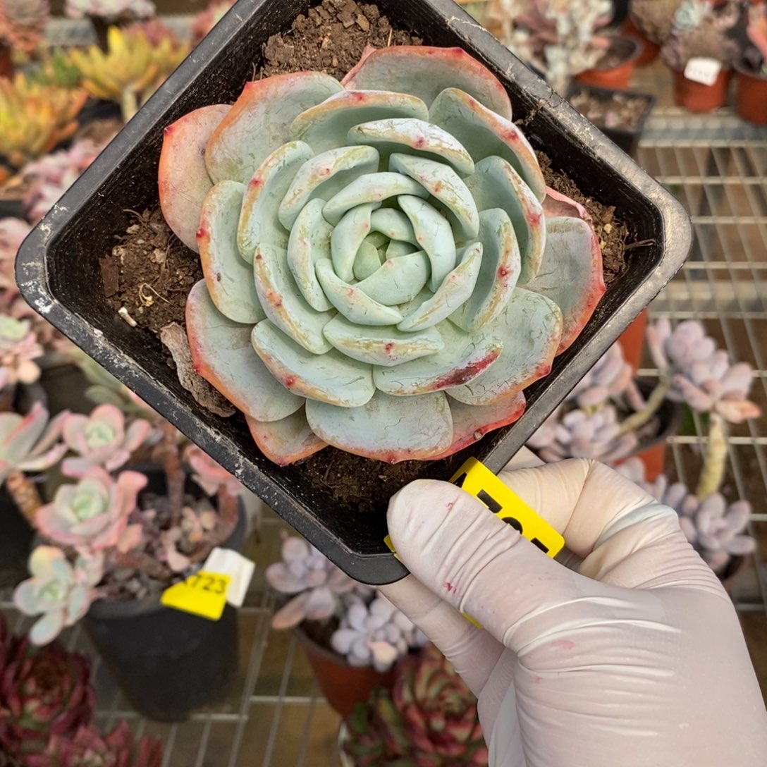 725凤橙单头一物一拍