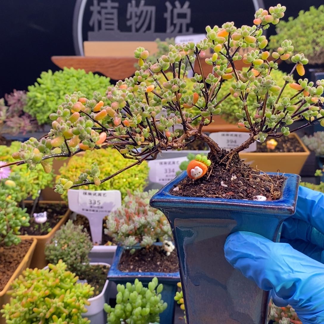 7***姐380 翡翠造型桩。    