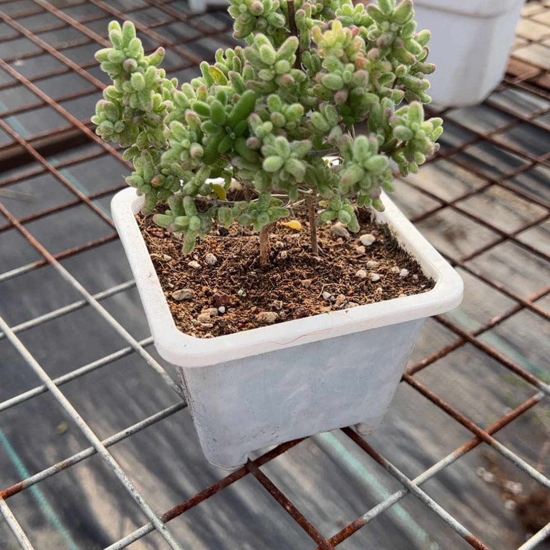 白虎斑锦1002老桩