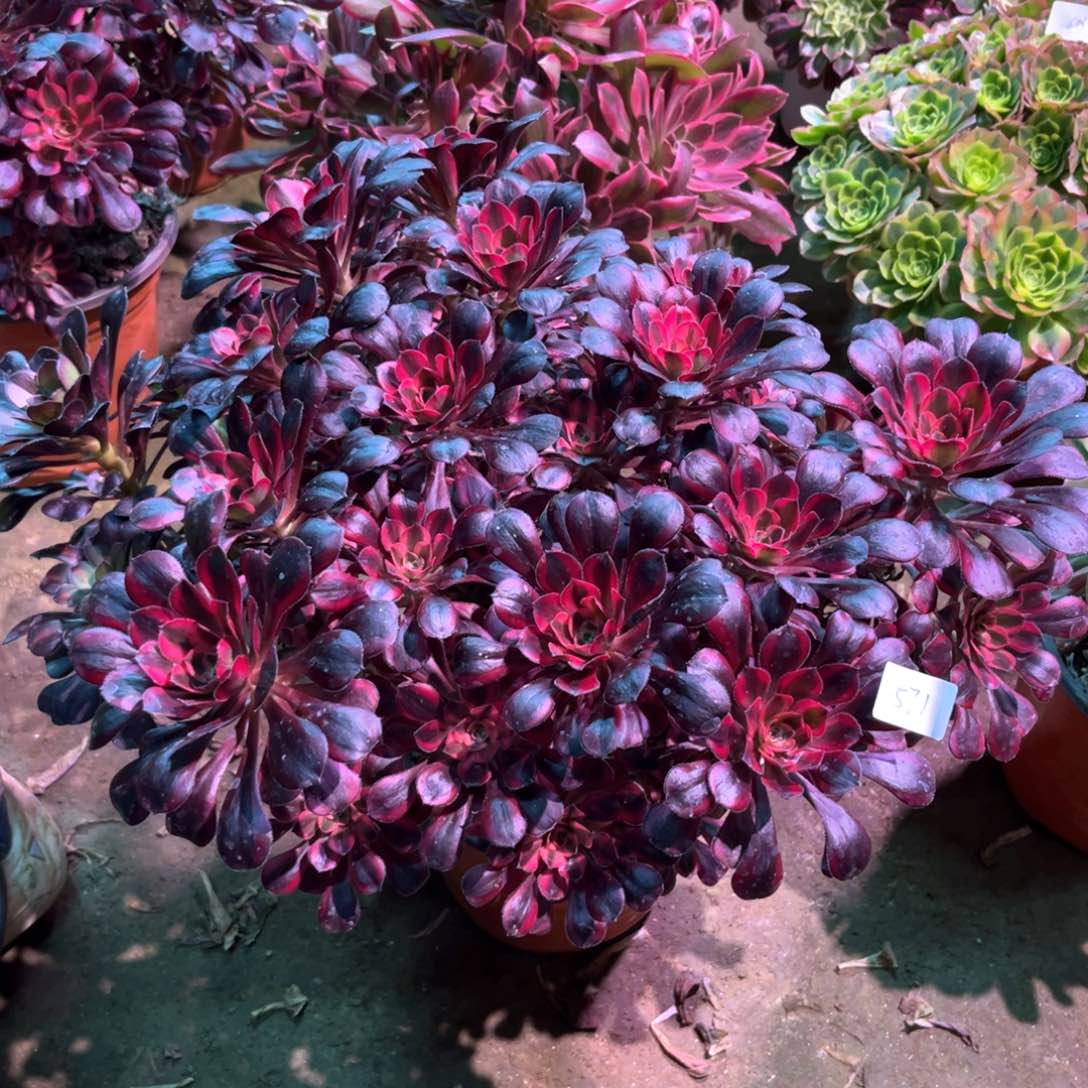 多肉植物丽娜571