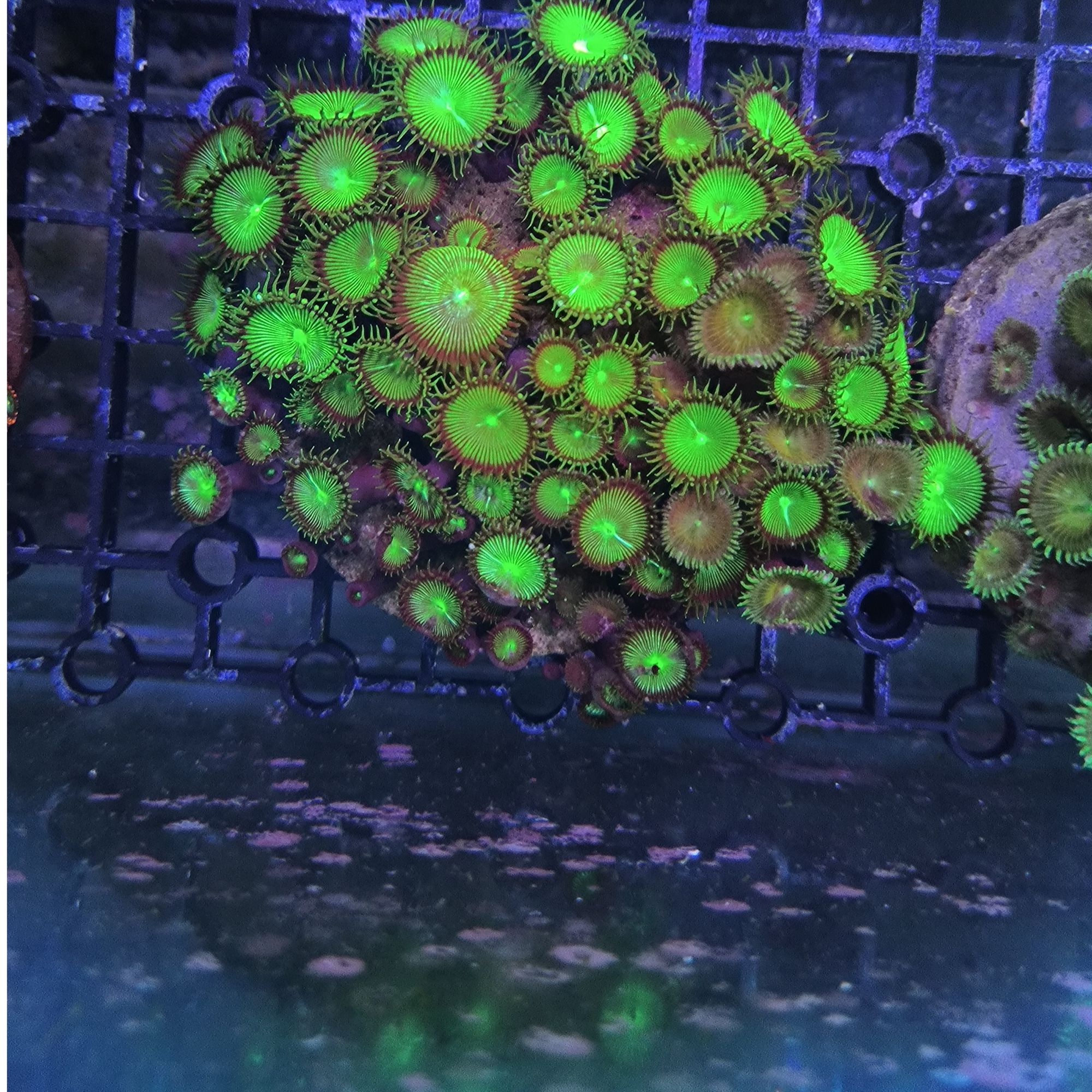 海水珊瑚绿纽扣珊瑚整盘