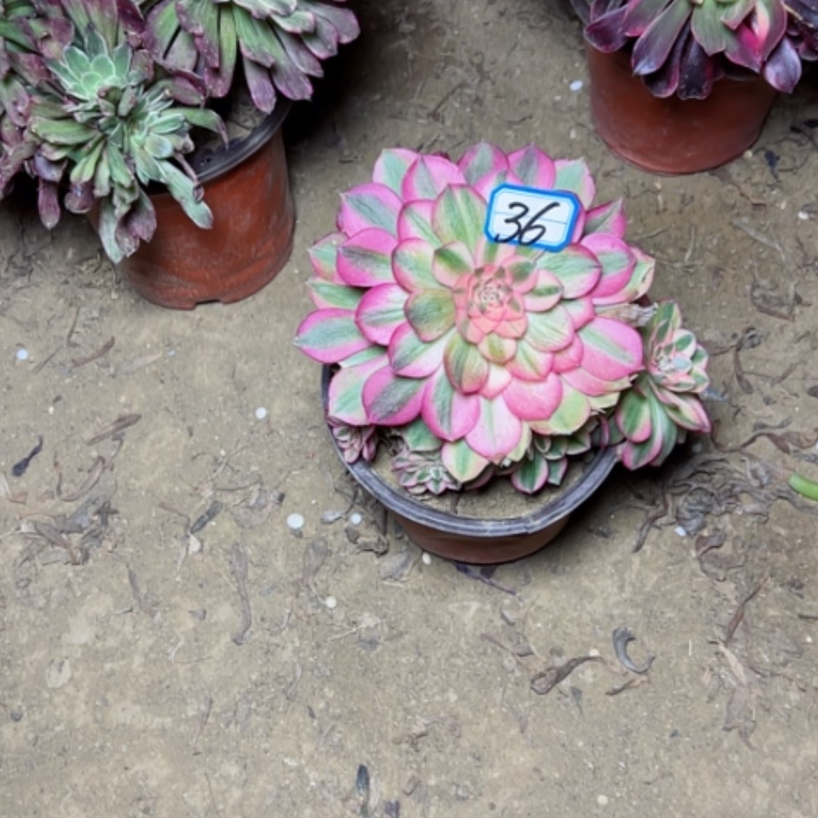 【闪购商品】善***言多肉植物万白36