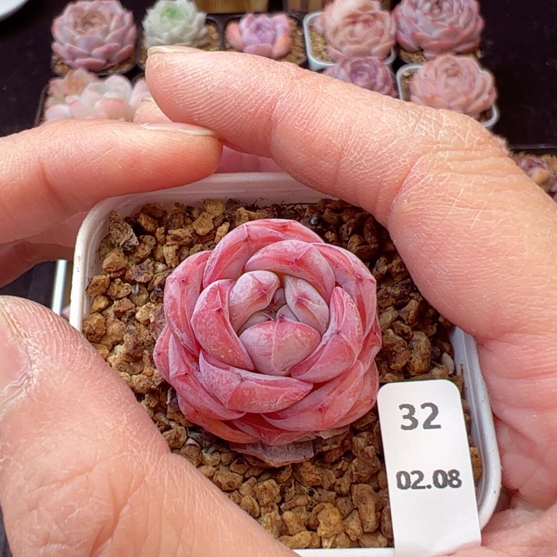 星星珍妮32、哈哈