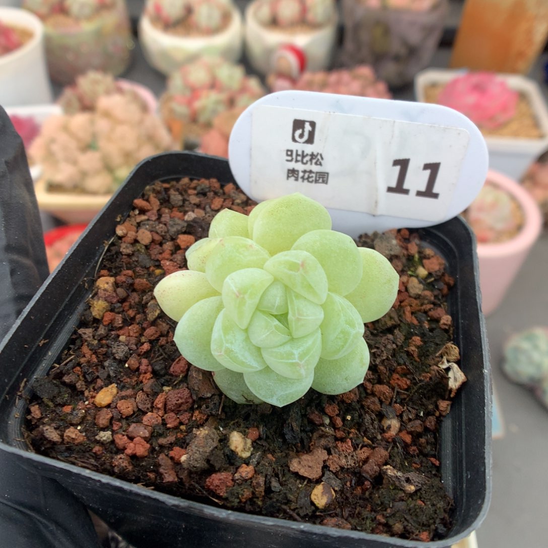 羊***咩11 咩咩扣除18余105 