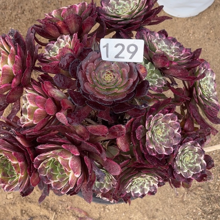 ！***家129多肉植物油彩画