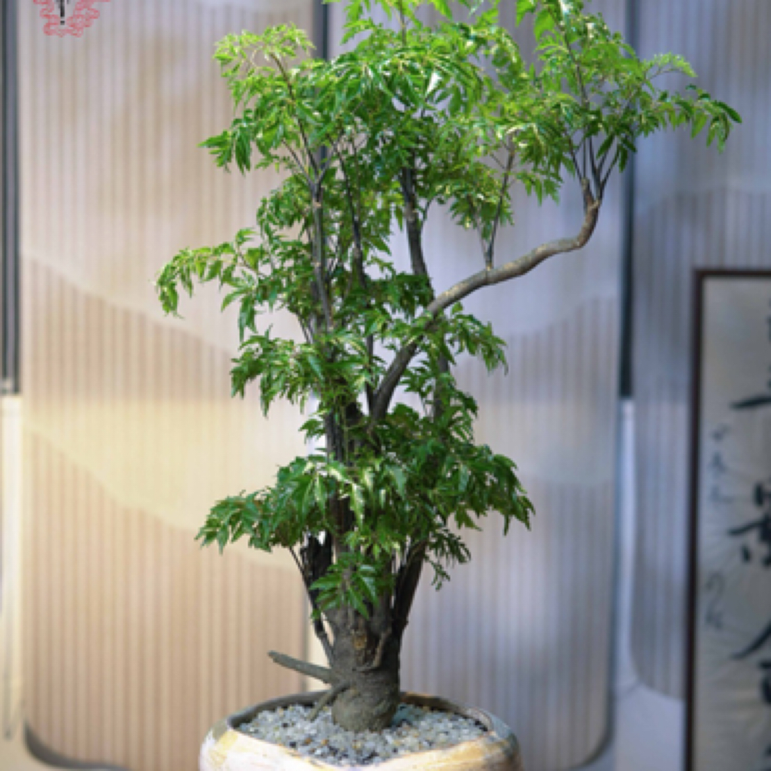 羽叶福禄桐 室内家居绿植 高级氛围感