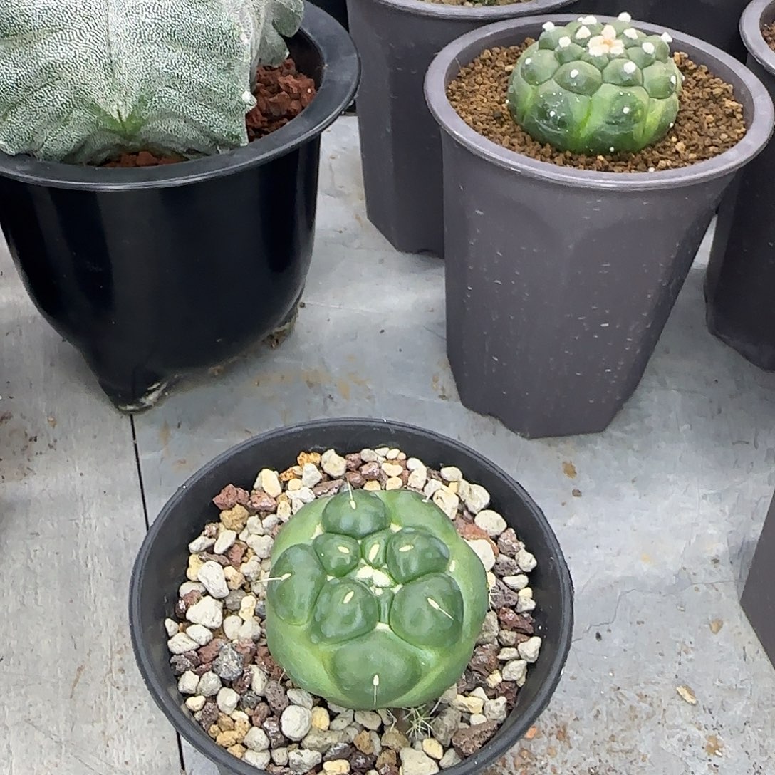 无刺象牙实生根008008